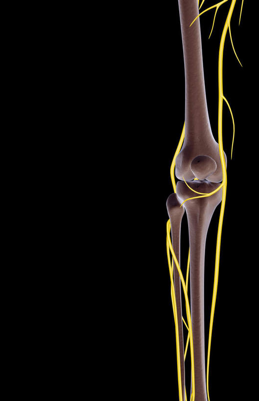 神经,动脉,静脉,骨骼,无人,竖图,插画,室内,特写,白天,正面,数码,科技,静物,阴影,黑色背景,局部,网络,医学,骨头,高光,几何,计算机图形,合成,图画,画,模型,人体,部分,电脑合成图,数码合成图,骨架,生物学,漫画,生理学,写实,具体,具象,髌骨,隐神经,半身,彩图