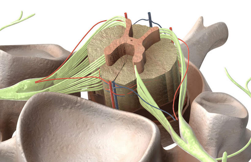 神经,脊髓,动脉,静脉,骨骼,脊椎,无人,横图,插画,室内,特写,白天,白色背景,正面,数码,科技,静物,阴影,局部,网络,医学,骨头,高光,几何,计算机图形,合成,图画,画,模型,人体,部分,电脑合成图,数码合成图,骨架,生物学,漫画,生理学,写实,具体,具象,腰骨,背根神经节,软脑膜,硬膜,背侧神经根,腹侧神经根,前角,脊柱,半身,彩图