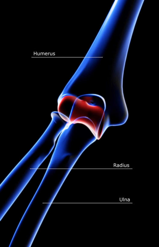 动脉,静脉,骨骼,无人,医院,竖图,插画,室内,特写,白天,正面,数码,科技,静物,阴影,局部,辐射,科学,网络,医学,英文,标志,文字,字符,字母,骨头,高光,几何,计算机图形,合成,图画,标识,画,模型,人体,英文字母,部分,电脑合成图,数码合成图,骨架,生物学,科学技术,x射线,x光,漫画,医疗机构,生理学,写实,具体,具象,手肘,内上髁,外侧髁,外上髁,半身,彩图,病院,诊所,电磁波,电磁辐射