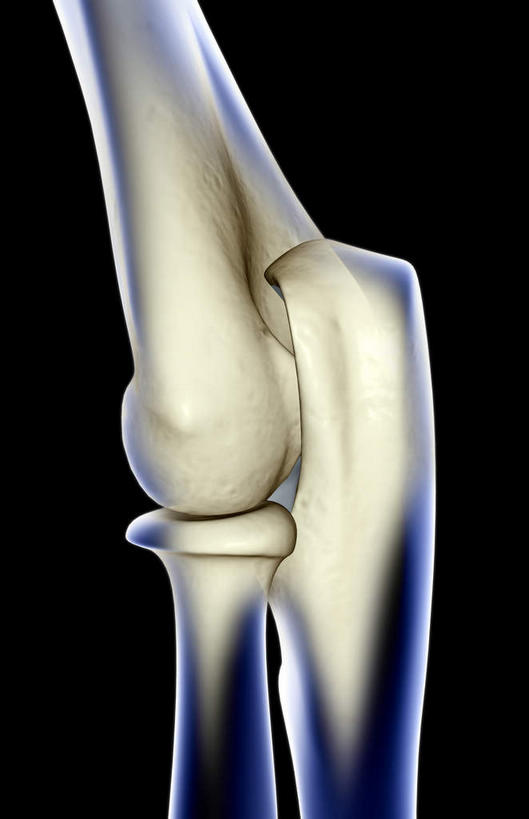 动脉,静脉,骨骼,无人,医院,竖图,插画,室内,特写,白天,正面,数码,科技,静物,阴影,局部,辐射,科学,网络,医学,骨头,高光,几何,计算机图形,合成,图画,画,模型,人体,部分,电脑合成图,数码合成图,骨架,生物学,科学技术,x射线,x光,漫画,医疗机构,生理学,写实,具体,具象,手肘,半身,彩图,病院,诊所,电磁波,电磁辐射