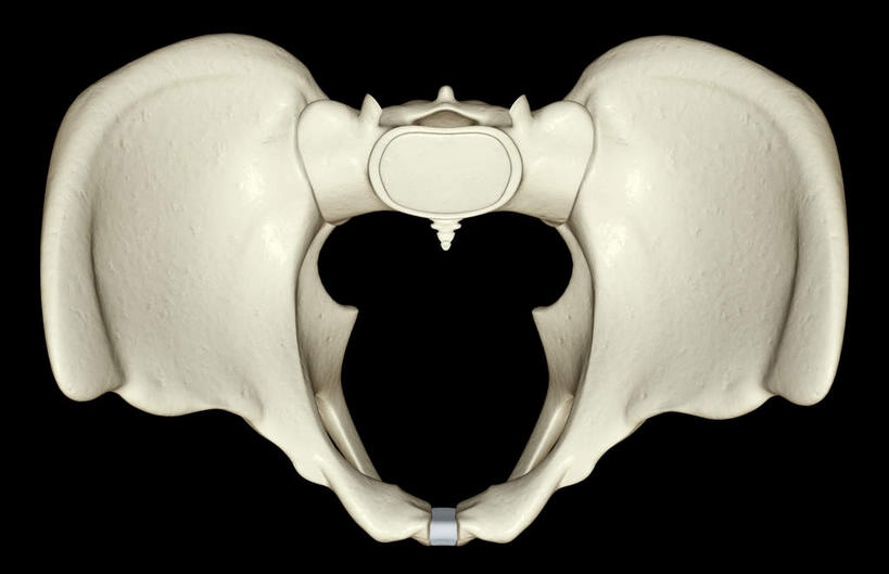 动脉,静脉,骨骼,无人,竖图,插画,室内,特写,白天,正面,数码,科技,静物,阴影,黑色背景,局部,网络,医学,骨头,高光,几何,计算机图形,合成,图画,画,模型,人体,部分,电脑合成图,数码合成图,骨架,生物学,盆骨,漫画,生理学,写实,具体,具象,半身,彩图