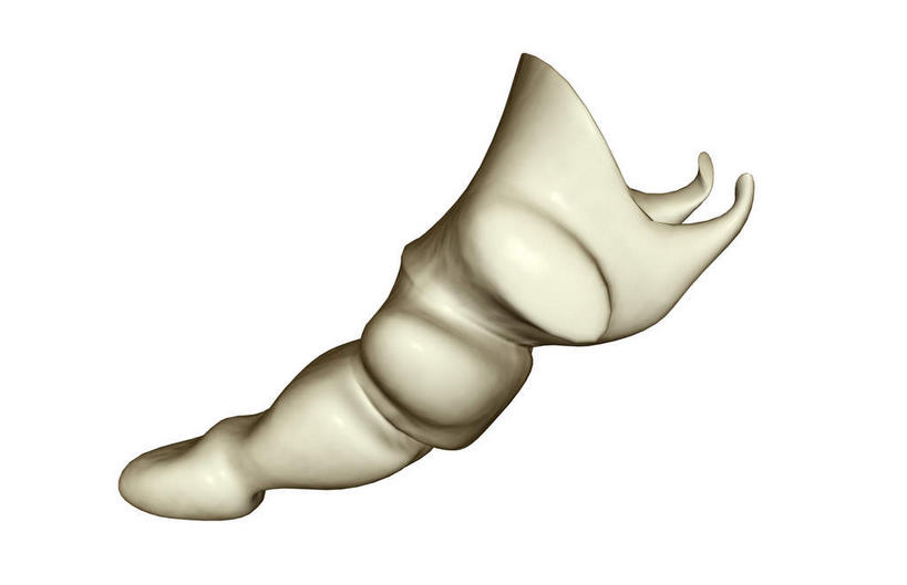 动脉,静脉,骨骼,无人,竖图,插画,室内,特写,白天,白色背景,正面,数码,科技,静物,阴影,局部,网络,医学,骨头,高光,几何,计算机图形,合成,图画,画,模型,人体,部分,电脑合成图,数码合成图,骨架,生物学,漫画,生理学,写实,具体,具象,尾骨,半身,彩图