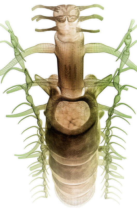 神经,脊髓,动脉,静脉,无人,竖图,插画,室内,特写,白天,正面,数码,科技,静物,阴影,网络,医学,高光,几何,计算机图形,合成,图画,画,人体,椎体,电脑合成图,数码合成图,生物学,漫画,生理学,写实,具体,具象,背根神经节,软脑膜,硬脑膜,腹侧神经根,前角,彩图,脑膜