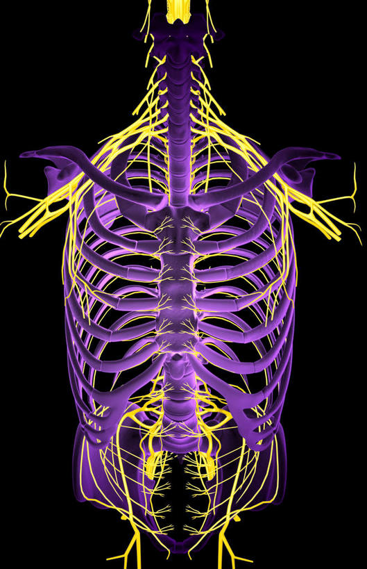 锁骨,肩胛骨,神经,动脉,静脉,骨骼,胸骨,肋骨,无人,竖图,插画,室内,特写,白天,正面,数码,科技,静物,阴影,黑色背景,网络,医学,骨头,高光,几何,计算机图形,合成,图画,画,模型,人体,电脑合成图,数码合成图,骨架,生物学,漫画,生理学,写实,具体,具象,胸椎,腰骨,尺神经,颈神经,肋间神经,桡神经,胸神经,腋神经,肋软骨,颈丛,腰丛,股神经,臂丛,骶神经丛,彩图