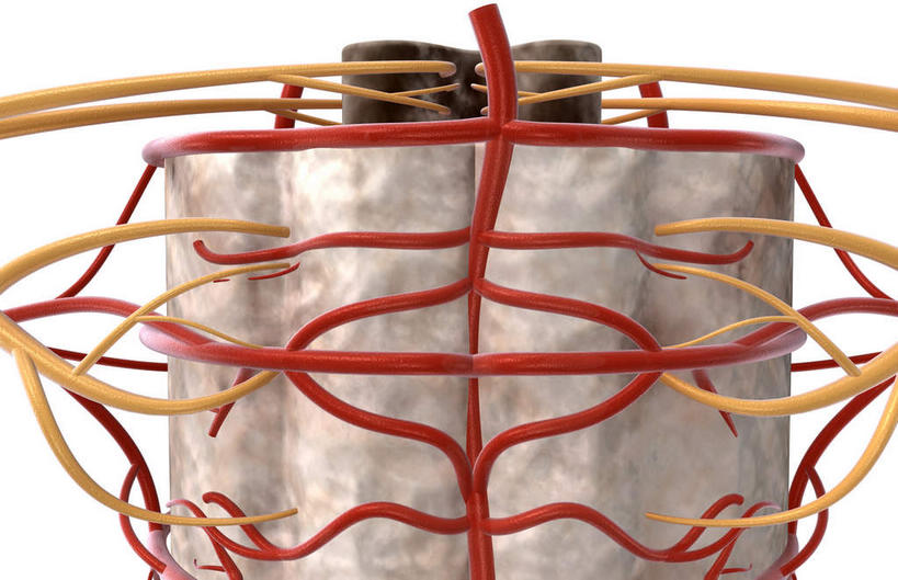 动脉,静脉,无人,竖图,插画,室内,特写,白天,白色背景,正面,数码,科技,静物,阴影,网络,医学,高光,几何,计算机图形,合成,图画,画,人体,电脑合成图,数码合成图,生物学,漫画,生理学,写实,具体,具象,神经细胞,背侧神经根,腹侧神经根,脊髓动脉,彩图