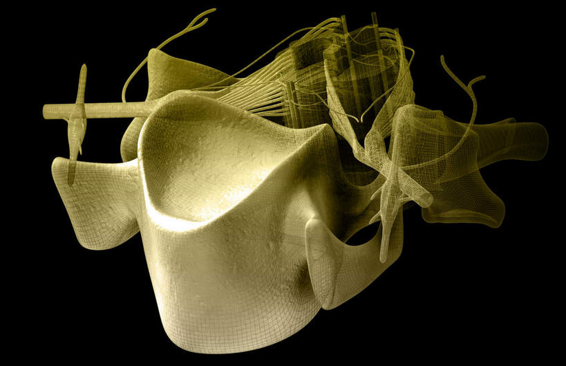 神经,动脉,静脉,无人,竖图,插画,室内,特写,白天,正面,数码,科技,静物,阴影,网络,医学,高光,几何,计算机图形,合成,图画,画,人体,电脑合成图,数码合成图,生物学,漫画,生理学,写实,具体,具象,背根神经节,软脑膜,硬膜,背侧神经根,腹侧神经根,前角,椎体​​,彩图