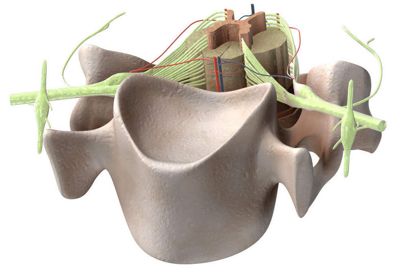 神经,动脉,静脉,无人,竖图,插画,室内,特写,白天,白色背景,正面,数码,科技,静物,阴影,网络,医学,高光,几何,计算机图形,合成,图画,画,人体,电脑合成图,数码合成图,生物学,漫画,生理学,写实,具体,具象,背根神经节,软脑膜,硬膜,背侧神经根,腹侧神经根,前角,椎体​​,彩图