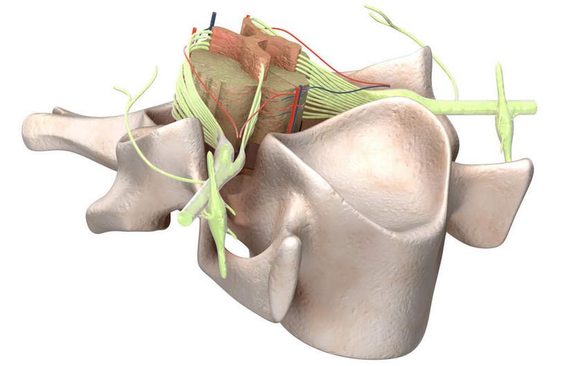 神经,动脉,静脉,骨骼,脊椎,无人,竖图,插画,室内,特写,白天,白色背景,正面,数码,科技,静物,阴影,网络,医学,骨头,高光,几何,计算机图形,合成,图画,画,模型,人体,电脑合成图,数码合成图,骨架,生物学,漫画,生理学,写实,具体,具象,腰骨,背根神经节,软脑膜,硬膜,背侧神经根,腹侧神经根,前角,椎体​​,彩图