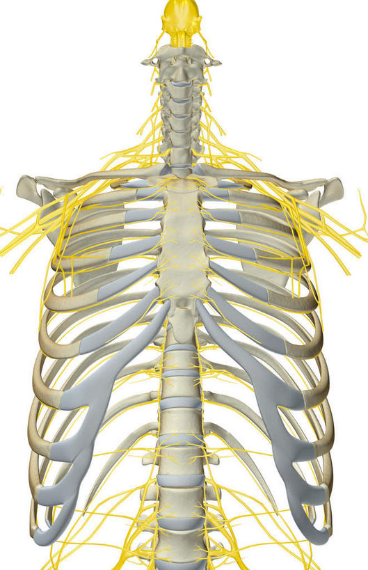 锁骨,肩胛骨,神经,动脉,静脉,骨骼,胸骨,肋骨,无人,竖图,插画,室内,特写,白天,白色背景,正面,数码,科技,静物,阴影,网络,医学,骨头,高光,几何,计算机图形,合成,图画,画,模型,人体,电脑合成图,数码合成图,骨架,生物学,漫画,生理学,写实,具体,具象,胸椎,腰骨,尺神经,颈神经,肋间神经,桡神经,胸神经,腋神经,肋软骨,颈丛,臂丛,正中神经,彩图