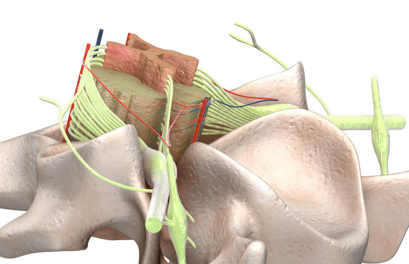 神经,脊髓,动脉,静脉,无人,竖图,插画,室内,特写,白天,白色背景,正面,数码,科技,静物,阴影,网络,医学,高光,几何,计算机图形,合成,图画,画,人体,电脑合成图,数码合成图,生物学,漫画,生理学,写实,具体,具象,背根神经节,软脑膜,硬膜,背侧神经根,腹侧神经根,前角,椎体​​,彩图