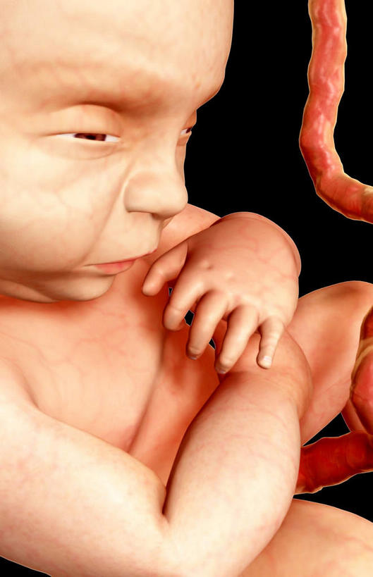 一个人,竖图,插画,室内,特写,白天,正面,数码,科技,仅一个人,阴影,黑色背景,网络,高光,几何,计算机图形,合成,图画,画,生长,成长,电脑合成图,数码合成图,胎儿,发育,脐带,漫画,孕育,写实,具体,具象,半身,彩图,胚胎