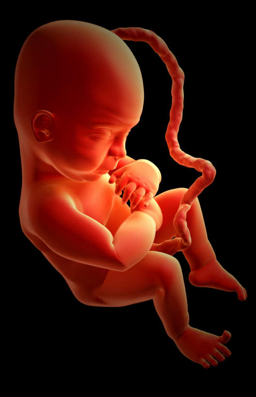 一个人,竖图,插画,室内,特写,白天,正面,数码,科技,仅一个人,阴影,黑色背景,网络,高光,几何,计算机图形,合成,图画,画,生长,成长,电脑合成图,数码合成图,胎儿,发育,脐带,漫画,孕育,写实,具体,具象,彩图,全身,胚胎