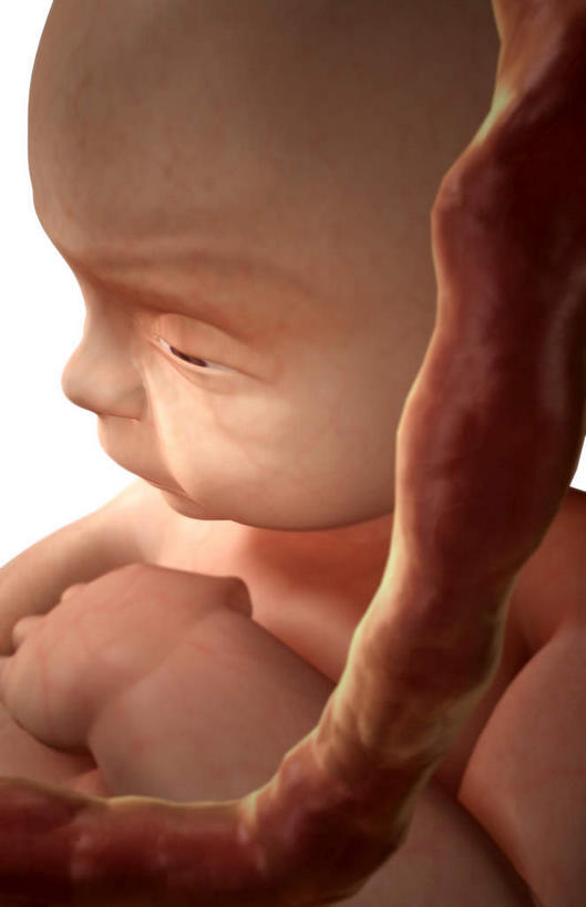 一个人,竖图,插画,室内,特写,白天,白色背景,正面,数码,科技,仅一个人,阴影,网络,高光,几何,计算机图形,合成,图画,画,生长,成长,电脑合成图,数码合成图,胎儿,发育,脐带,漫画,孕育,写实,具体,具象,半身,彩图,胚胎