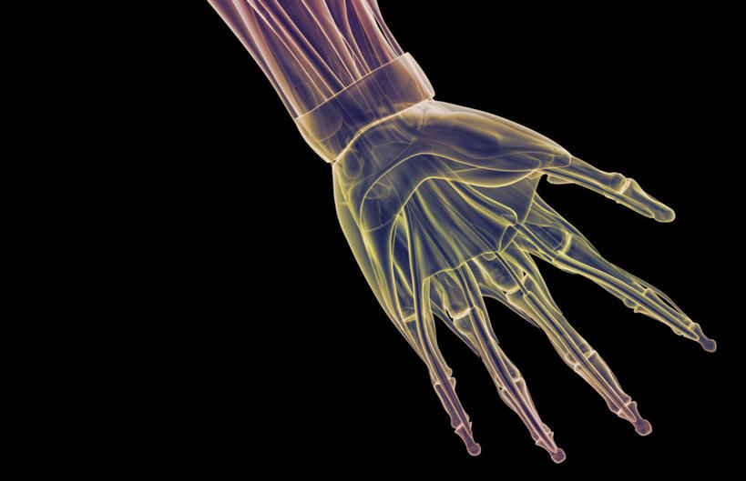 动脉,静脉,骨骼,肌肉,健壮,无人,横图,插画,室内,特写,白天,正面,数码,科技,静物,阴影,黑色背景,局部,网络,医学,骨头,高光,几何,计算机图形,合成,图画,画,模型,健康,活力,力量,人体,青春,电脑合成图,数码合成图,骨架,生物学,强壮,漫画,生理学,写实,具体,具象,拇指外展肌,半身,彩图