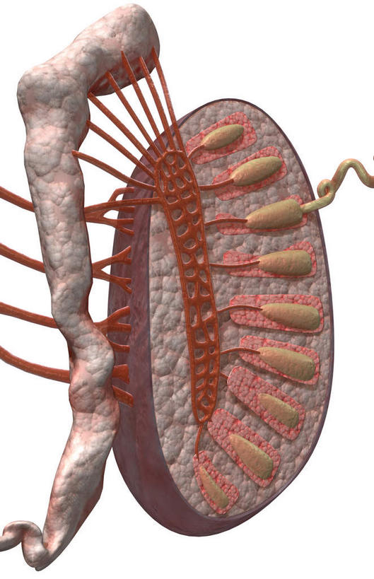 内脏,动脉,静脉,睾丸,无人,竖图,插画,室内,特写,白天,白色背景,正面,数码,科技,静物,阴影,网络,医学,高光,几何,计算机图形,合成,图画,画,红色,精子,模型,人体,电脑合成图,数码合成图,生物学,人体器官,器官,漫画,生理学,写实,具体,具象,附睾,输精管,曲细精管,彩图