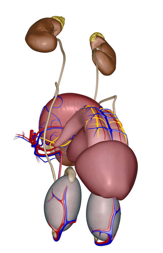 内脏,动脉,静脉,膀胱,阴茎,睾丸,无人,竖图,插画,室内,特写,白天,白色背景,正面,数码,科技,静物,阴影,网络,医学,高光,几何,计算机图形,合成,图画,画,红色,模型,人体,电脑合成图,数码合成图,生物学,人体器官,器官,漫画,输尿管,生理学,写实,具体,具象,龟头,男性生殖器官,彩图,神经系统