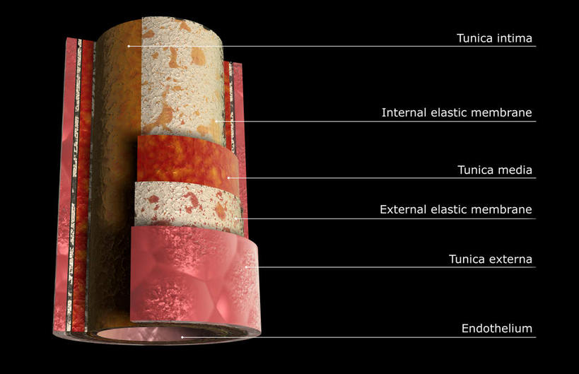 内脏,动脉,静脉,血管,无人,横图,插画,室内,白天,正面,抽象,数码,科技,静物,阴影,网络,医学,英文,标志,文字,字符,字母,高光,几何,计算机图形,合成,图画,标识,画,模型,夸张,人体,英文字母,电脑合成图,数码合成图,生物学,人体器官,器官,特效,漫画,生理学,深奥,内皮,动脉壁,血管内膜,彩图,血管壁