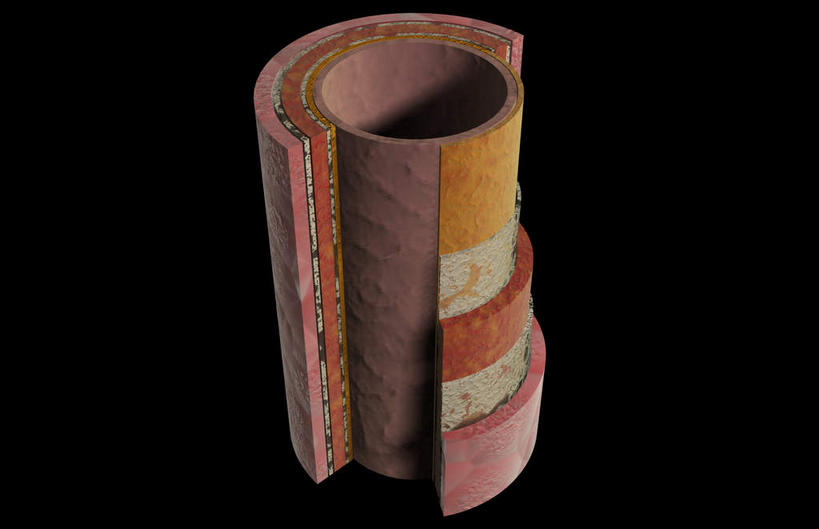 内脏,动脉,静脉,血管,无人,横图,插画,室内,白天,正面,抽象,数码,科技,静物,阴影,网络,医学,高光,几何,计算机图形,合成,图画,画,模型,夸张,人体,电脑合成图,数码合成图,生物学,人体器官,器官,特效,漫画,生理学,深奥,内皮,动脉壁,血管内膜,彩图,血管壁