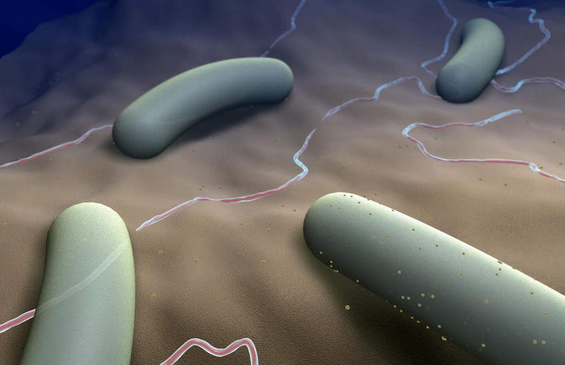 无人,横图,插画,室内,特写,白天,白色背景,正面,数码,科技,静物,阴影,网络,医学,细胞,高光,几何,计算机图形,合成,图画,画,人体,电脑合成图,数码合成图,生物学,漫画,生理学,写实,具体,具象,杆菌,彩图,沙门氏菌