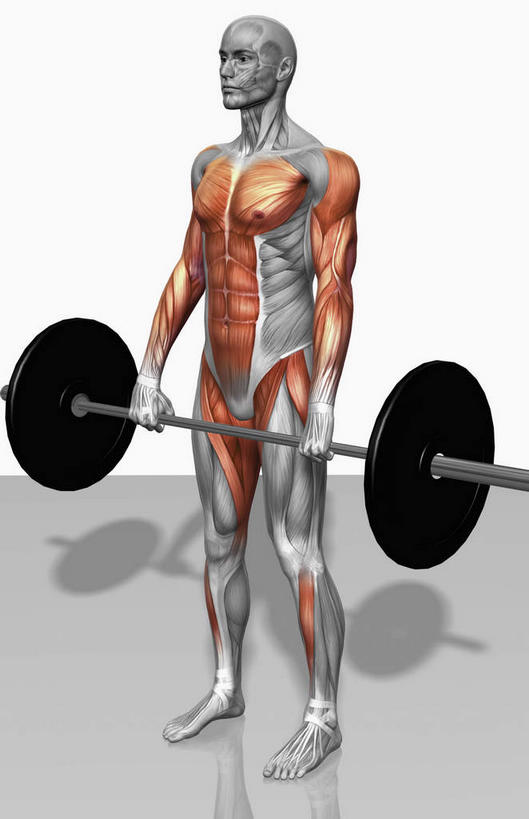 西方人,动脉,静脉,骨骼,肌肉,健壮,一个人,无人,健身房,站,竖图,插画,室内,特写,白天,白色背景,正面,数码,科技,杠铃,静物,欧洲,欧洲人,仅一个男性,仅一个人,握,阴影,网络,医学,骨头,高光,几何,计算机图形,拿,合成,图画,拿着,画,仅一个年轻男性,模型,站着,健康,活力,力量,握着,人体,青春,电脑合成图,数码合成图,骨架,生物学,强壮,胸肌,漫画,生理学,写实,具体,具象,三角肌,胫骨前肌,腹直肌,男人,男性,年轻男性,白种人,站立,彩图,全身,健身馆