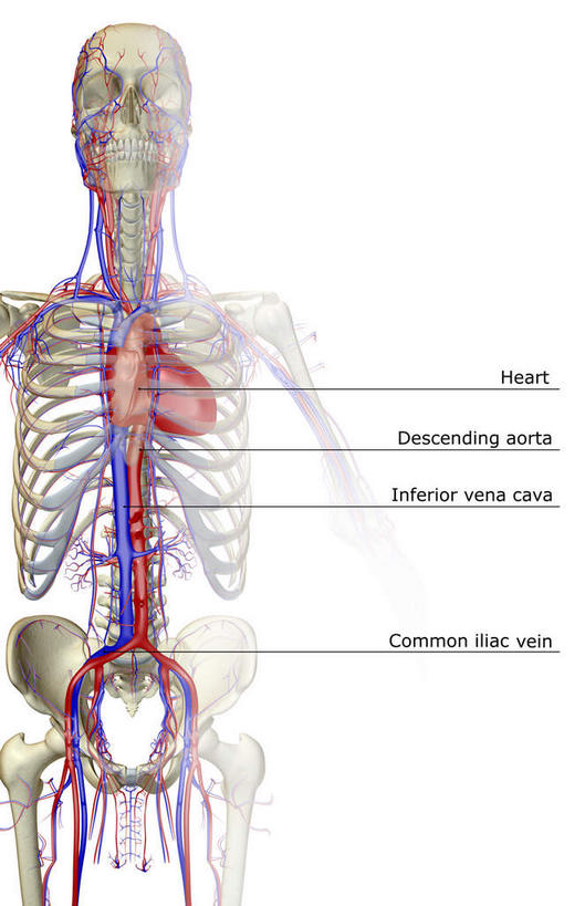内脏,动脉,静脉,血管,膀胱,无人,竖图,插画,室内,特写,白天,白色背景,正面,数码,科技,静物,阴影,网络,医学,高光,几何,计算机图形,合成,图画,画,红色,模型,人体,电脑合成图,数码合成图,生物学,人体器官,器官,漫画,泌尿系统,输尿管,生理学,写实,具体,具象,肾上腺,肾动脉,肾静脉,彩图