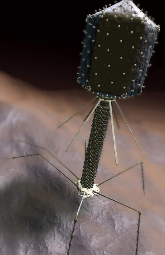 无人,竖图,插画,室内,白天,正面,数码,科技,微生物,阴影,黑色背景,网络,医学,高光,几何,计算机图形,合成,图画,画,生物,电脑合成图,数码合成图,医疗,病毒,生物学,漫画,写实,具体,具象,寄生,生命体,生物病毒,噬菌体,彩图