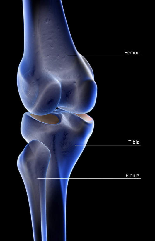 骨骼,竖图,插画,x光片,室内,特写,白天,正面,数码,科技,阴影,局部,辐射,科学,网络,医学,骨头,高光,几何,计算机图形,合成,图画,画,电脑合成图,数码合成图,骨架,医疗,科学技术,x射线,x光,漫画,写实,具体,具象,髌骨,内上髁,外侧髁,外上髁,半身,彩图,电磁波,电磁辐射