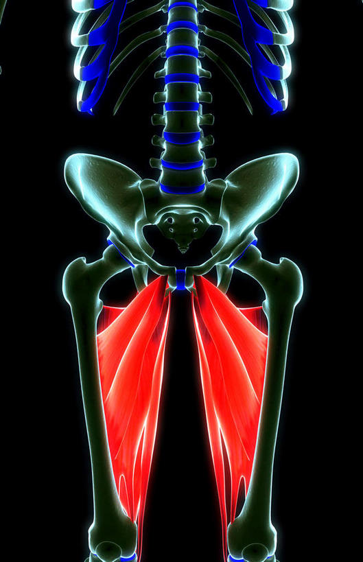 骨骼,肌肉,健壮,无人,竖图,插画,室内,特写,白天,正面,数码,科技,阴影,黑色背景,网络,骨头,高光,几何,计算机图形,合成,图画,画,健康,活力,力量,青春,电脑合成图,数码合成图,骨架,强壮,漫画,写实,具体,具象,大收肌,彩图