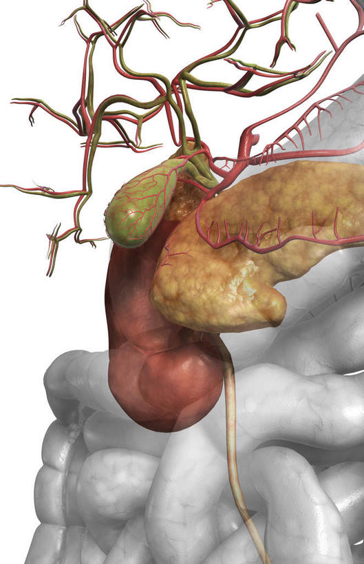 内脏,动脉,静脉,胆囊,无人,竖图,插画,室内,特写,白天,白色背景,正面,数码,科技,静物,阴影,网络,医学,高光,几何,计算机图形,合成,图画,画,红色,模型,人体,电脑合成图,数码合成图,生物学,人体器官,器官,漫画,输尿管,生理学,写实,具体,具象,肾上腺,胆囊动脉,胆总管,横结肠,回肠,空肠,彩图