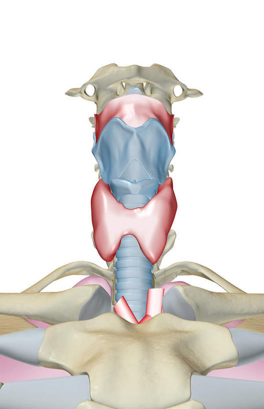 内脏,动脉,静脉,骨骼,无人,竖图,插画,室内,特写,白天,白色背景,正面,数码,科技,静物,阴影,网络,医学,骨头,高光,几何,计算机图形,合成,图画,画,红色,模型,人体,电脑合成图,数码合成图,骨架,生物学,人体器官,器官,漫画,软骨,生理学,写实,具体,具象,喉,甲状腺,环状软骨,气管软骨,彩图