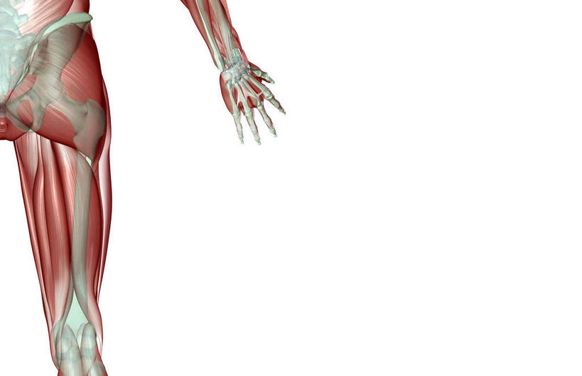 动脉,静脉,骨骼,肌肉,健壮,无人,横图,插画,室内,特写,白天,白色背景,正面,数码,科技,静物,阴影,局部,网络,医学,骨头,高光,几何,计算机图形,合成,图画,画,模型,健康,活力,力量,人体,青春,电脑合成图,数码合成图,骨架,生物学,强壮,漫画,生理学,写实,具体,具象,髋关节,半身,彩图