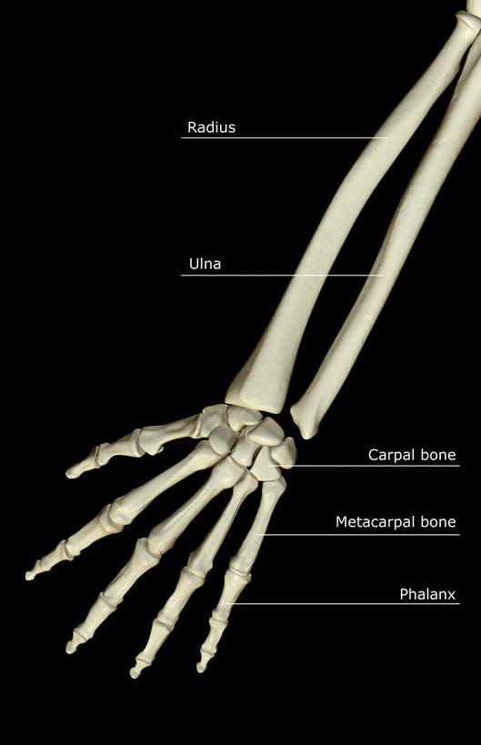 动脉,静脉,骨骼,无人,竖图,插画,室内,特写,白天,正面,数码,科技,静物,阴影,黑色背景,局部,网络,医学,标志,文字,字符,字母,骨头,高光,几何,计算机图形,合成,图画,标识,画,模型,人体,电脑合成图,数码合成图,骨架,生物学,漫画,生理学,写实,具体,具象,尺骨,桡骨,腕骨,指骨,手舟骨,钩骨,月骨,半身,彩图