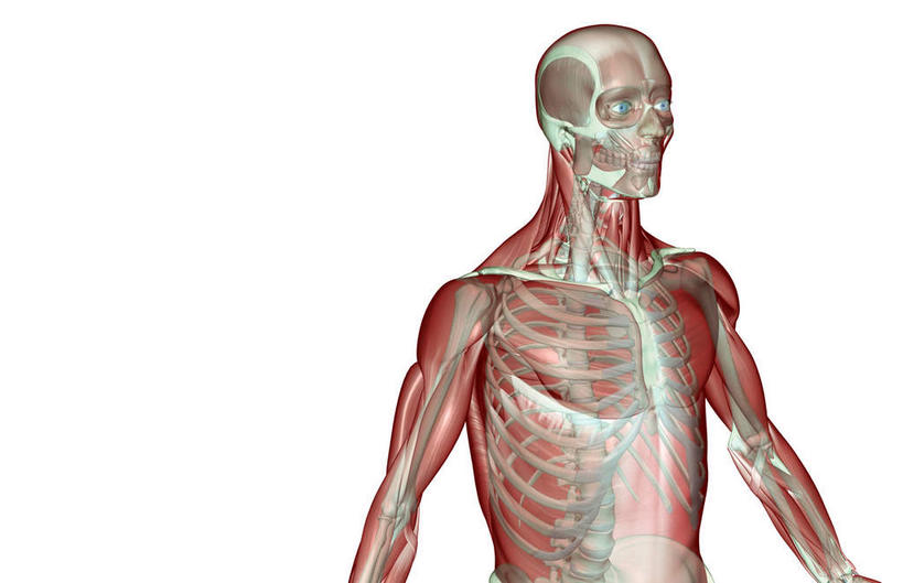 锁骨,肩胛骨,动脉,静脉,骨骼,肋骨,肌肉,健壮,无人,站,横图,插画,室内,特写,白天,白色背景,正面,数码,科技,静物,阴影,网络,医学,骨头,高光,几何,计算机图形,合成,图画,画,红色,模型,站着,健康,活力,力量,人体,摄影,影棚,青春,电脑合成图,数码合成图,骨架,生物学,强壮,胸肌,漫画,生理学,写实,具体,具象,顶骨,额骨,肱骨,下颌骨,颧骨,站立,半身,彩图,影棚拍摄,拍摄