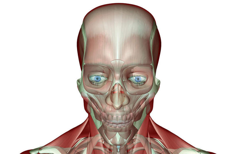 眼睛,眉毛,睫毛,锁骨,动脉,静脉,骨骼,肌肉,健壮,无人,站,横图,插画,室内,特写,白天,白色背景,正面,数码,科技,静物,瞳孔,阴影,网络,医学,骨头,高光,几何,计算机图形,合成,图画,画,红色,蓝色,模型,站着,健康,活力,力量,人体,眼部,摄影,影棚,青春,电脑合成图,数码合成图,骨架,生物学,强壮,漫画,生理学,写实,具体,具象,顶骨,额骨,颈椎,下颌骨,颞肌,颧骨,眼轮匝肌,咬肌,胸锁乳突肌,口轮匝肌,睫,眉,眼,眼睫毛,眼眉,站立,半身,彩图,影棚拍摄,拍摄,眼眉毛