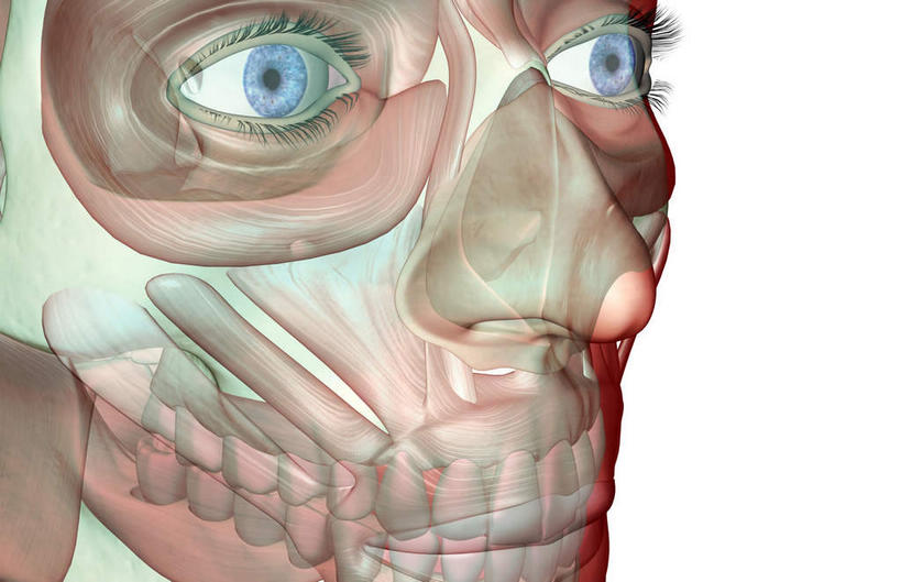 眼睛,眉毛,睫毛,动脉,静脉,骨骼,肌肉,健壮,无人,站,横图,插画,室内,特写,白天,白色背景,正面,数码,科技,静物,瞳孔,阴影,网络,医学,骨头,高光,几何,计算机图形,合成,图画,画,红色,蓝色,模型,站着,健康,活力,力量,人体,眼部,摄影,影棚,青春,电脑合成图,数码合成图,骨架,生物学,强壮,漫画,生理学,写实,具体,具象,顶骨,额骨,下颌骨,颞肌,颧骨,眼轮匝肌,咬肌,胸锁乳突肌,口轮匝肌,睫,眉,眼,眼睫毛,眼眉,站立,半身,彩图,影棚拍摄,拍摄,眼眉毛