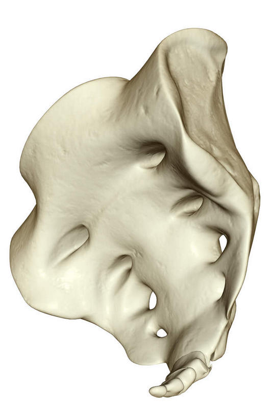 动脉,静脉,骨骼,无人,竖图,插画,室内,特写,白天,白色背景,正面,数码,科技,静物,阴影,网络,医学,骨头,高光,几何,计算机图形,合成,图画,画,一个,白色,模型,人体,单个,电脑合成图,数码合成图,骨架,生物学,漫画,生理学,写实,具体,具象,骶骨,彩图