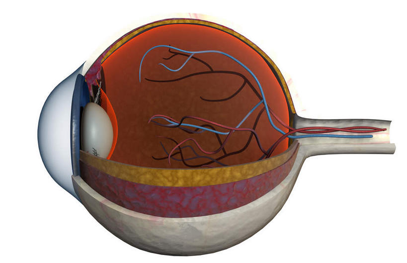 眼睛,动脉,静脉,无人,横图,插画,室内,白天,正面,数码,科技,静物,瞳孔,阴影,网络,医学,高光,几何,计算机图形,合成,图画,画,黄色,红色,白色,模型,人体,眼部,电脑合成图,数码合成图,生物学,视网膜,眼球,人体器官,解剖,器官,横截面,漫画,生理学,写实,具体,具象,巩膜,角膜,脉络膜,视觉器官,眼房,眼球壁,眼,彩图