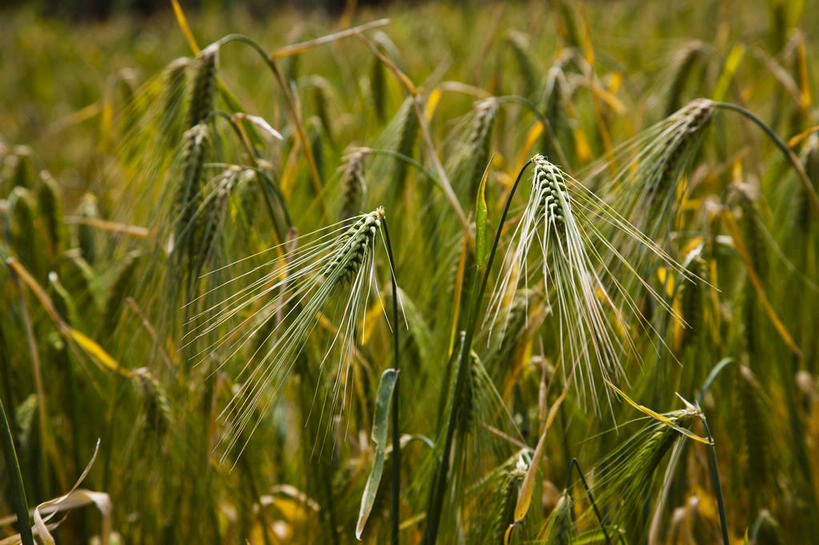 无人,农田,横图,室外,特写,白天,正面,旅游,度假,庄稼,农作物,小麦,美景,植物,中国,亚洲,一排,许多,阴影,朦胧,模糊,整齐,光线,影子,景观,谷物,很多,麦田,娱乐,排列,黄色,绿色,阳光,自然,享受,休闲,景色,放松,四川省,麦子,生长,成长,队列,自然风光,东亚,四川,阿坝,中华人民共和国,西南地区,阿坝藏族羌族自治州,阿坝州,川,彩图,耕地,庄稼田,马尔康,马尔康县