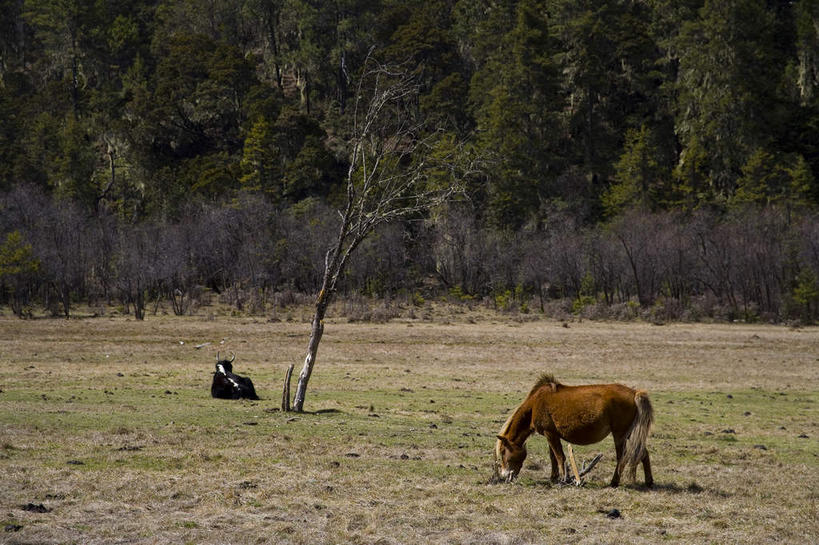 无人,公园,农场,站,横图,室外,白天,正面,旅游,度假,畜牧业,牧场,美景,森林,树林,植物,马,野生动物,香格里拉,中国,亚洲,阴影,光线,影子,景观,褐色,注视,娱乐,迪庆,云南,树,树木,绿色,阳光,自然,动物,低头,观察,看,趴着,站着,享受,休闲,景色,放松,运输,牲畜,生长,成长,观看,察看,国家公园,两匹,关注,自然风光,东亚,畜牧,中甸,迪庆藏族自治州,云南省,中华人民共和国,西南地区,牧业,垂头,滇,迪庆州,香格里拉县,普达措国家公园,趴,站立,彩图,全身