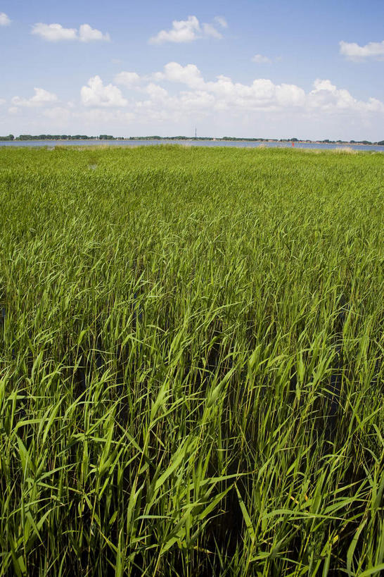 无人,竖图,室外,白天,正面,旅游,度假,美景,芦苇,叶子,中国,亚洲,许多,阴影,光线,影子,地平线,景观,云,云朵,辽阔,绿叶,地面,很多,云彩,娱乐,蓝色,绿色,白云,蓝天,天空,阳光,自然,天,享受,休闲,广阔,嫩叶,景色,放松,晴朗,一望无际,黑,自然风光,延伸,东亚,黑龙江,黑龙江省,中华人民共和国,天地相交,东北地区,齐齐哈尔,齐齐哈尔市,芦芛,无边无际,一马平川,芦,苇,叶,叶片,晴空,彩图,黑龙江扎龙国家级自然保护区,扎龙,扎龙保护区,扎龙自然保护区