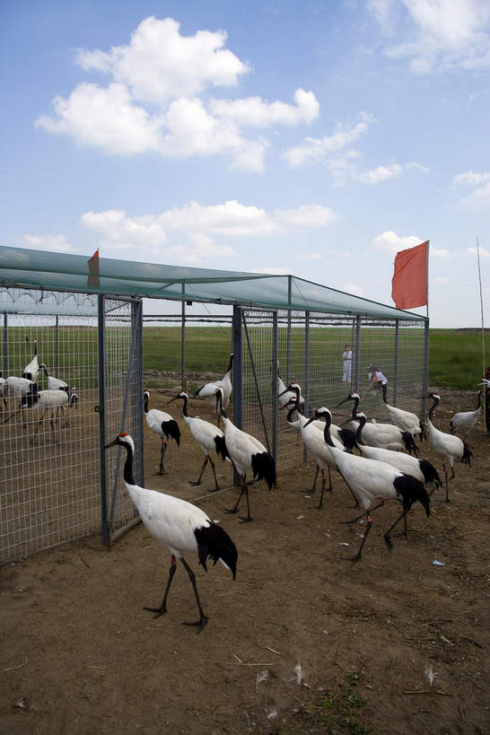 无人,站,走,竖图,室外,白天,侧面,草地,草坪,湖,湖泊,美景,水,植物,丹顶鹤,中国,亚洲,一群,许多,阴影,光线,鹤,影子,湖面,景观,水流,水面,云,云朵,很多,云彩,架子,草,蓝色,绿色,白云,蓝天,天空,阳光,自然,湖水,天,站着,景色,晴朗,支撑,黑,固定,吉祥,高雅,自然风光,东亚,黑龙江,黑龙江省,中华人民共和国,长寿,鴜鷜,忠贞,东北地区,齐齐哈尔,齐齐哈尔市,晴空,仙鹤,步行,散步,站立,走路,半身,彩图,黑龙江扎龙国家级自然保护区,扎龙,扎龙保护区,扎龙自然保护区