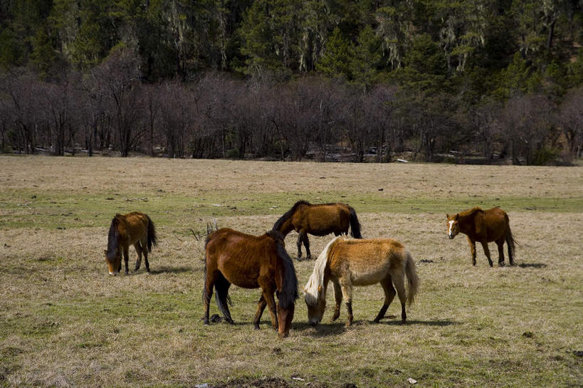 无人,公园,站,横图,室外,白天,侧面,旅游,度假,美景,植物,马,野生动物,香格里拉,中国,亚洲,阴影,枯萎,光线,影子,景观,枯草,注视,娱乐,迪庆,云南,五匹,草,树,树木,黄色,绿色,阳光,自然,动物,低头,观察,看,站着,享受,休闲,景色,放松,运输,牲畜,生长,成长,观看,察看,国家公园,关注,自然风光,东亚,中甸,迪庆藏族自治州,云南省,中华人民共和国,西南地区,垂头,滇,迪庆州,香格里拉县,普达措国家公园,站立,彩图,全身