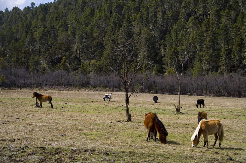 无人,公园,站,横图,室外,白天,正面,旅游,度假,草地,草坪,美景,植物,马,野生动物,香格里拉,中国,亚洲,许多,阴影,光线,影子,景观,很多,注视,娱乐,迪庆,云南,草,树,树木,绿色,阳光,自然,动物,低头,观察,看,站着,享受,休闲,景色,放松,运输,牲畜,生长,成长,观看,察看,国家公园,关注,自然风光,东亚,中甸,迪庆藏族自治州,云南省,中华人民共和国,西南地区,垂头,滇,迪庆州,香格里拉县,普达措国家公园,站立,彩图,全身
