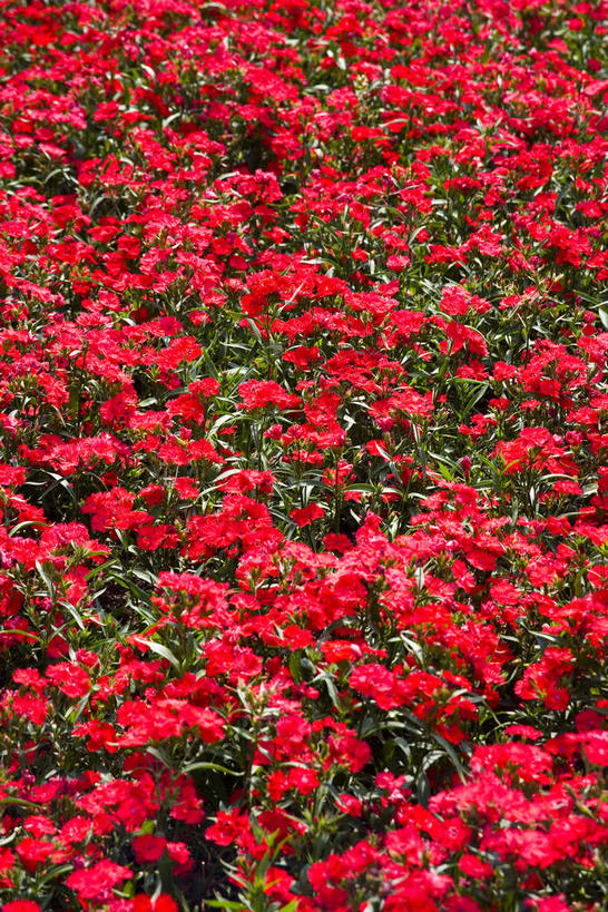 无人,竖图,俯视,室外,特写,白天,兴奋,热情,美景,叶子,昆明,中国,亚洲,许多,阴影,朦胧,模糊,光线,影子,景观,绿叶,很多,开放,美丽,云南,红色,阳光,自然,健康,温暖,嫩叶,景色,奔放,活力,积极,激情,朝气,暖色,吉祥,生命,自然风光,饱满,昆明市,东亚,世博园,云南省,中华人民共和国,省会,西南地区,革命,滇,热烈,赤色,充实,斗志,喜气,主动,大胆,热心,洛阳花,石竹,叶,叶片,彩图,高角度拍摄,欢乐,石菊,石竹子花,绣竹,中国石竹,中国沼竹,昆明世界园艺博览会,昆明世界园艺博览园,世界园艺博览园