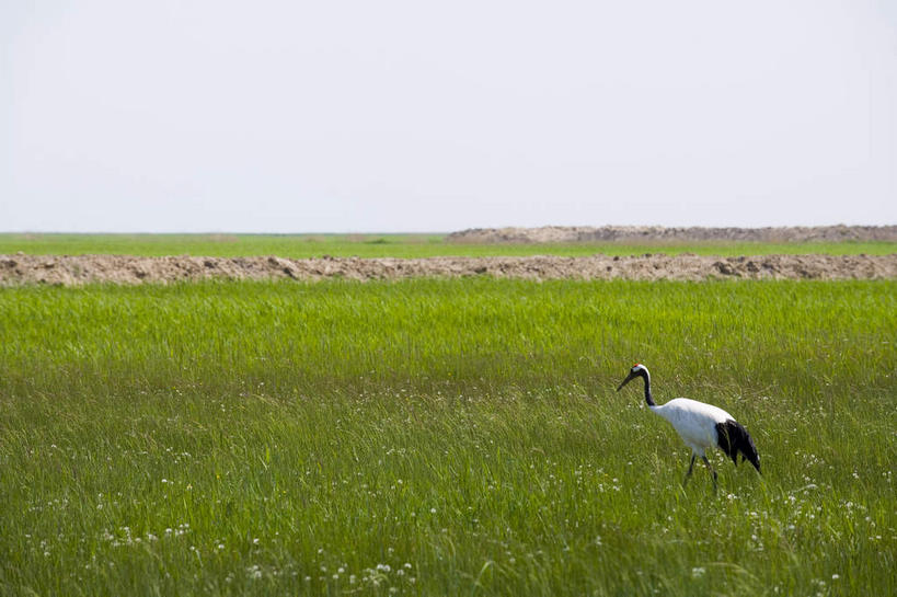 无人,站,横图,室外,白天,侧面,旅游,度假,草地,草原,石头,美景,植物,丹顶鹤,中国,亚洲,许多,鹤,石子,地平线,景观,旷野,辽阔,地面,很多,注视,娱乐,草,一只,绿色,白色,黑色,天空,自然,天,观察,看,站着,享受,休闲,广阔,景色,放松,观看,一望无际,黑,吉祥,察看,高雅,关注,自然风光,原野,延伸,东亚,黑龙江,黑龙江省,中华人民共和国,天地相交,长寿,鴜鷜,忠贞,东北地区,齐齐哈尔,齐齐哈尔市,无边无际,一马平川,石块,岩石,仙鹤,站立,彩图,全身,黑龙江扎龙国家级自然保护区,扎龙,扎龙保护区,扎龙自然保护区