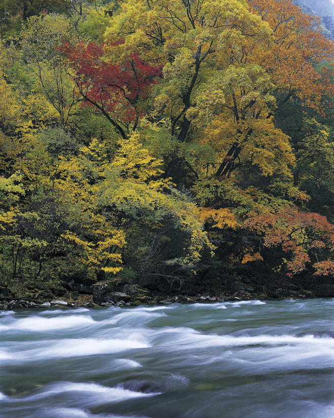 无人,竖图,室外,白天,正面,旅游,度假,河流,美景,秋季,树林,水,植物,中国,亚洲,阴影,光线,影子,河水,景观,水流,娱乐,树,树木,绿色,小溪,阳光,自然,溪水,享受,休闲,景色,放松,四川省,生长,成长,自然风光,东亚,四川,阿坝,中华人民共和国,西南地区,阿坝藏族羌族自治州,阿坝州,川,理县,米亚罗,米亚罗风景区,秋,秋天,彩图