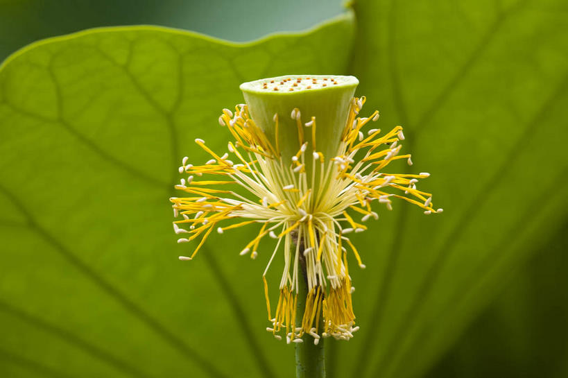 无人,横图,室外,特写,白天,美景,植物,叶子,阴影,光线,纹理,影子,景观,荷叶,绿叶,一个,绿色,阳光,自然,嫩叶,景色,莲蓬,单个,莲蓬子,莲子肉,自然风光,肌理,莲叶,叶,叶片,叶脉,彩图