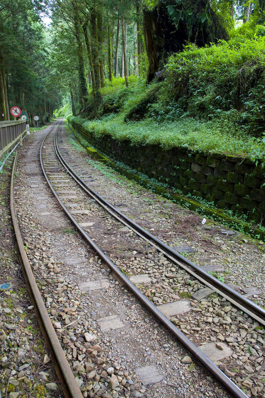 无人,竖图,室外,白天,正面,旅游,度假,草地,草坪,美景,树林,植物,路,铁路,台湾,中国,亚洲,阴影,曲折,弯曲,光线,影子,景观,轨道,交通,铁轨,娱乐,草,树,树木,绿色,阳光,自然,享受,休闲,景色,放松,运输,蜿蜒,生长,成长,自然风光,东亚,嘉义,阿里山国家风景区,阿里山,港澳台,中华人民共和国,台湾省,嘉义市,彩图,台