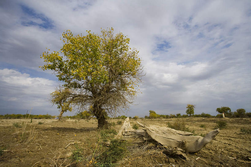 无人,横图,室外,白天,正面,旅游,度假,美景,沙漠,植物,中国,亚洲,阴影,光线,影子,景观,云,云朵,树桩,云彩,娱乐,树,树干,树木,蓝色,绿色,白云,蓝天,天空,阳光,自然,天,享受,休闲,木桩,景色,放松,生长,晴朗,成长,杨树,自然风光,东亚,新疆,胡杨,克拉玛依,中华人民共和国,新疆维吾尔自治区,西北地区,克拉玛依市,大漠,砂漠,晴空,彩图,准噶尔,准噶尔盆地,新