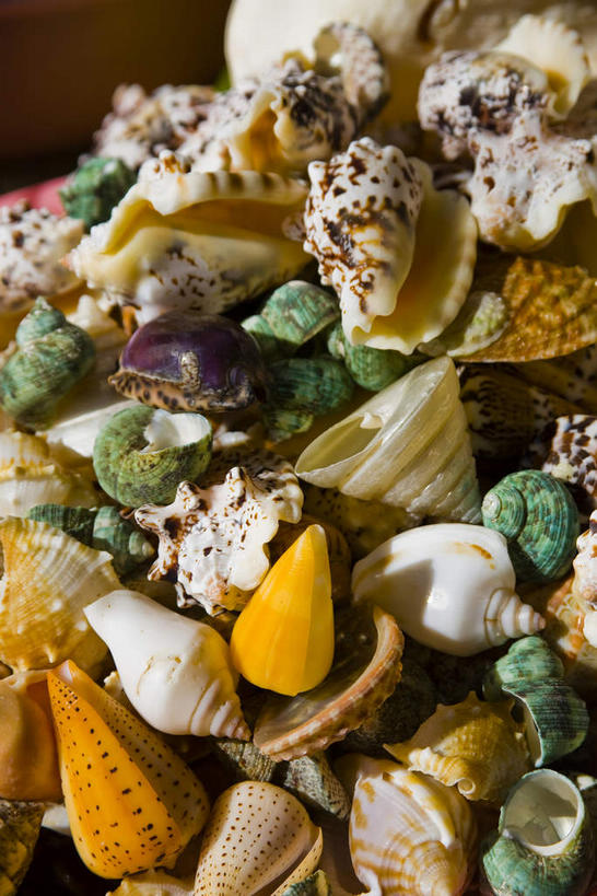 无人,竖图,俯视,室外,特写,白天,贝壳,一堆,许多,阴影,堆叠,堆积,朦胧,模糊,光线,影子,很多,黄色,绿色,白色,阳光,堆,贝类外壳,海螺壳,软体动物外壳,彩图,高角度拍摄,双壳贝类,双壳纲